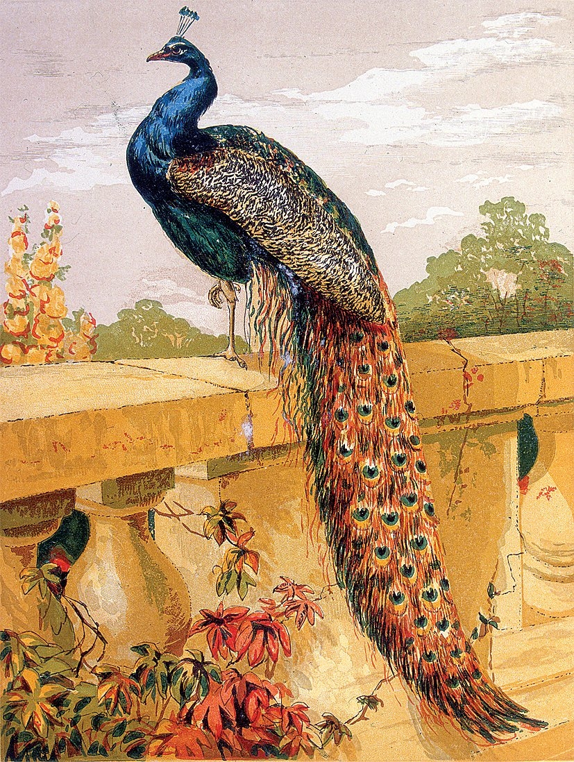 Tabiatı konu alan bir resim albümündeki tavus kuşu tasviri (İÜ Ktp., Albüm, nr. 9166)