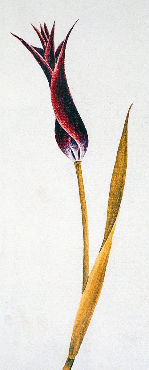 Abdullah Buhârî’nin Şükûfenâme adlı eserinde bir lâle tasviri (Arkeoloji Müzesi Kütüphanesi, nr. 1573, vr. 19b)