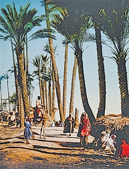 XX. yüzyıl başlarında Mısır’da palmiyeler arasında bedevîleri gösteren bir fotoğraf (İÜ Ktp., Albüm, nr. 90402)