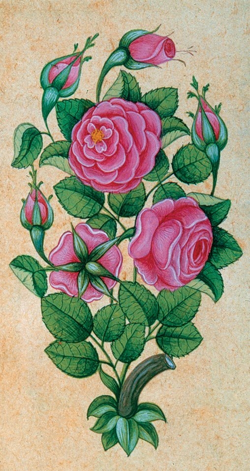 XVIII. yüzyıla ait anonim bir eserde gül demeti (Silsilenâme-i Osmâniye, İÜ Ktp., TY, nr. 9366, s. 3)