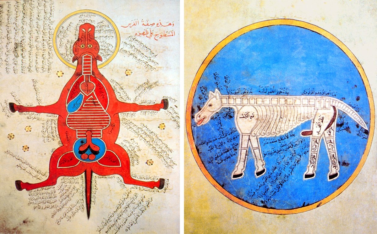 IX. yüzyıla ait Kitâbü’z-Zerdeḳa fî maʿrifeti’l-ḫayl adlı eserde at anatomisiyle ilgili resimli iki sayfa (İÜ Ktp., AY, 4689, vr. 21a, 27a)