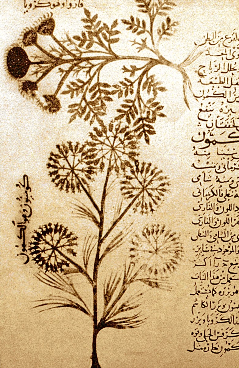 Gāfikī’nin el-Câmiʿ fi’ṭ-ṭıb fi’l-edviyeti’l-müfrede adlı eserinde kimyonun iki çeşidini gösteren resim (McGill University-The Osler Library of Medicine, nr. 7508)