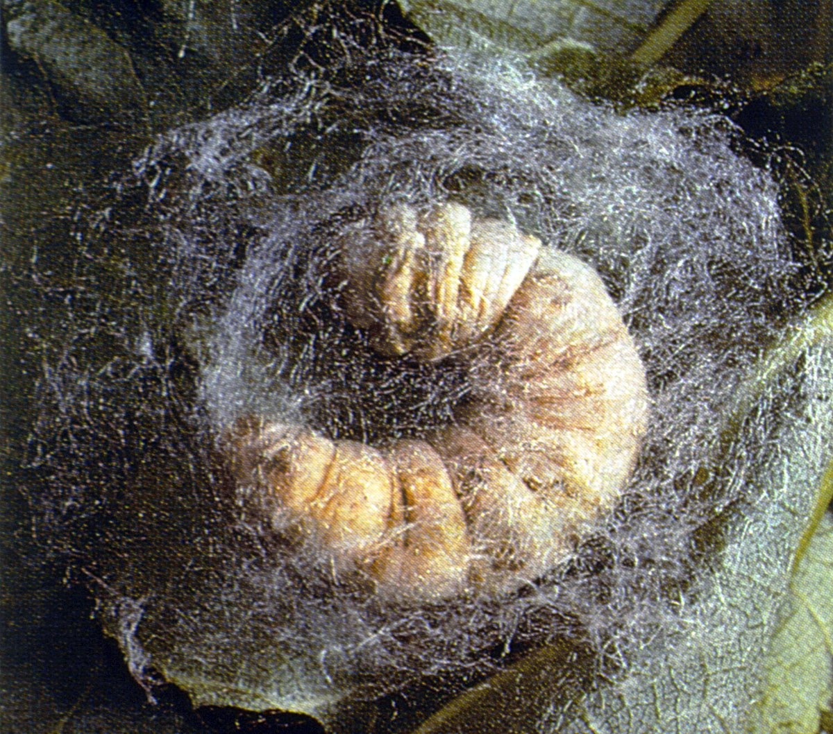 İpek böceğinin koza örme safhası