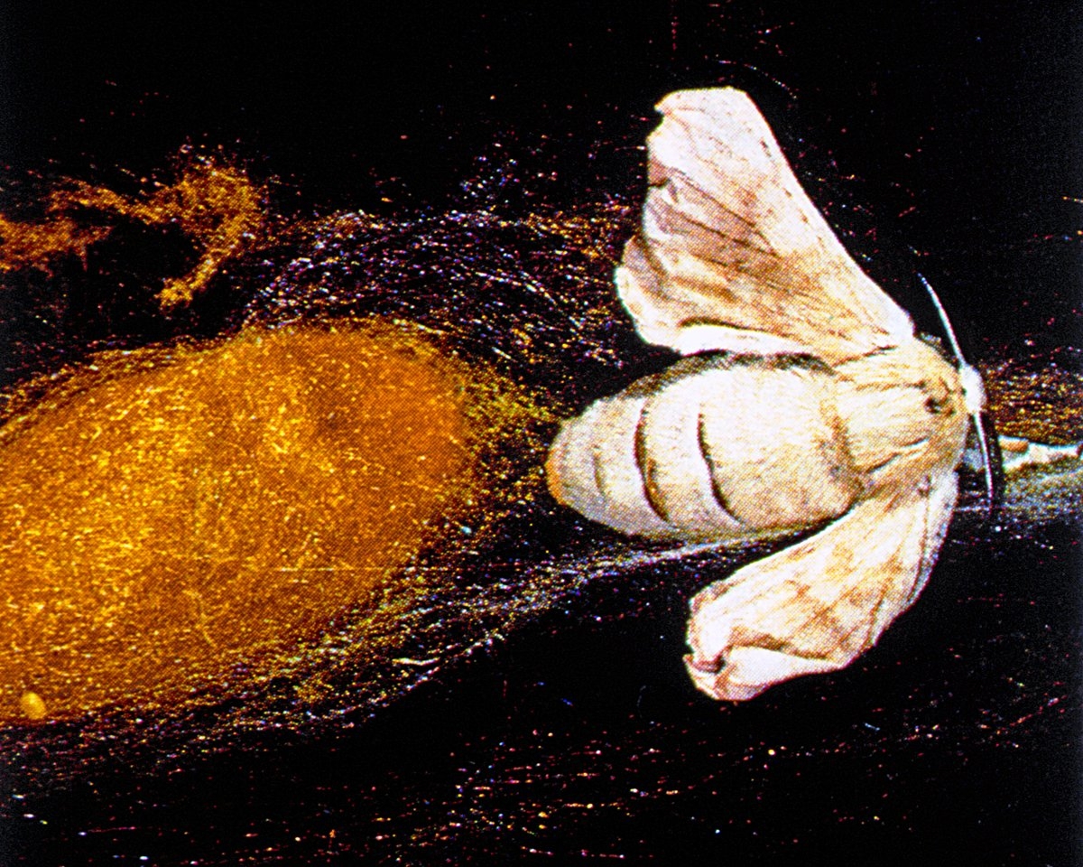 İpek böceğinin kelebek safhası