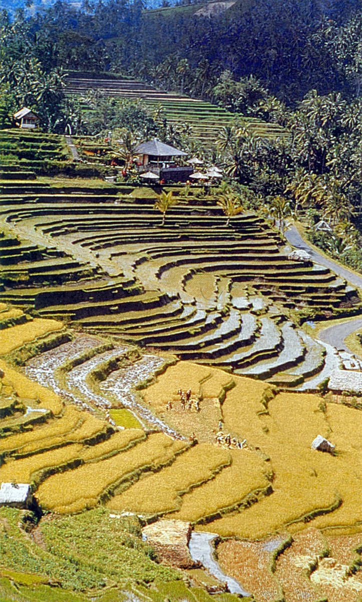 Japonya’da taraça şeklinde sulanan ekili alanlardan bir görünüş