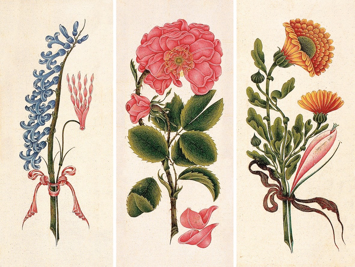 Ali Üsküdârî tarafından yapılmış çiçek resimleri (İÜ Ktp., TY, nr. 5650, vr. 33a, 39b, 40a)