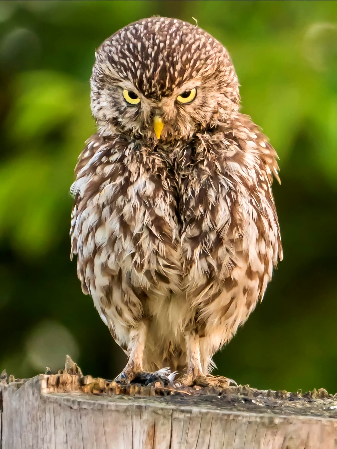 little-owl-8621301.jpg