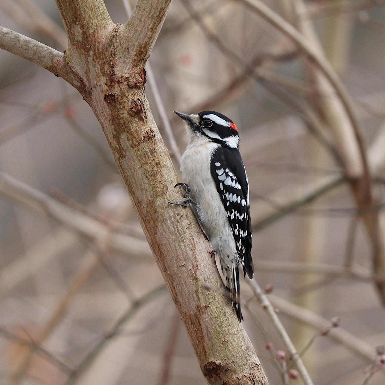 downy-woodpecker-6938550.jpg