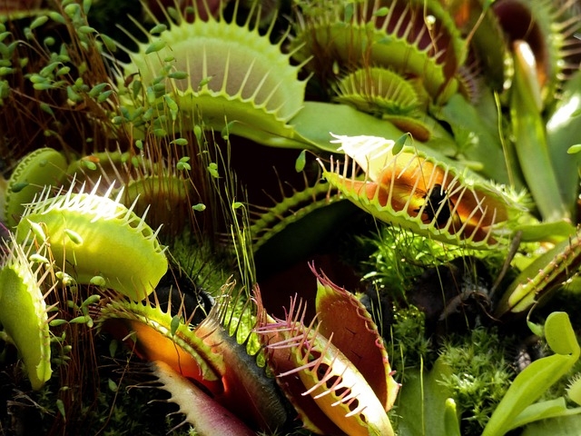 Dionaea Muscipula (Venüs Sinekkapan Bitkisi)
