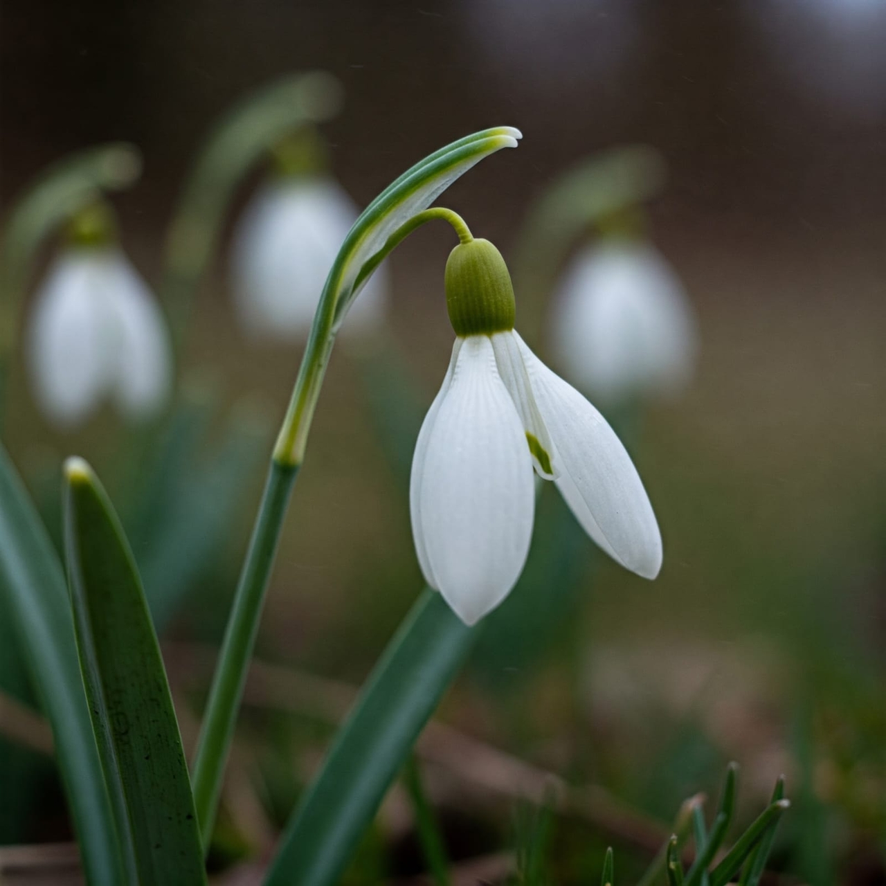 çiçek kardelen .jpg