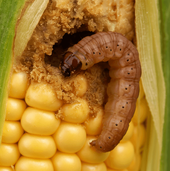 Ekran görüntüsü 2025-04-09 223012.png