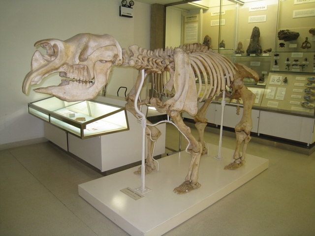 Diprotodon_Australis_-_geograph.org.uk_-_1514361.jpg