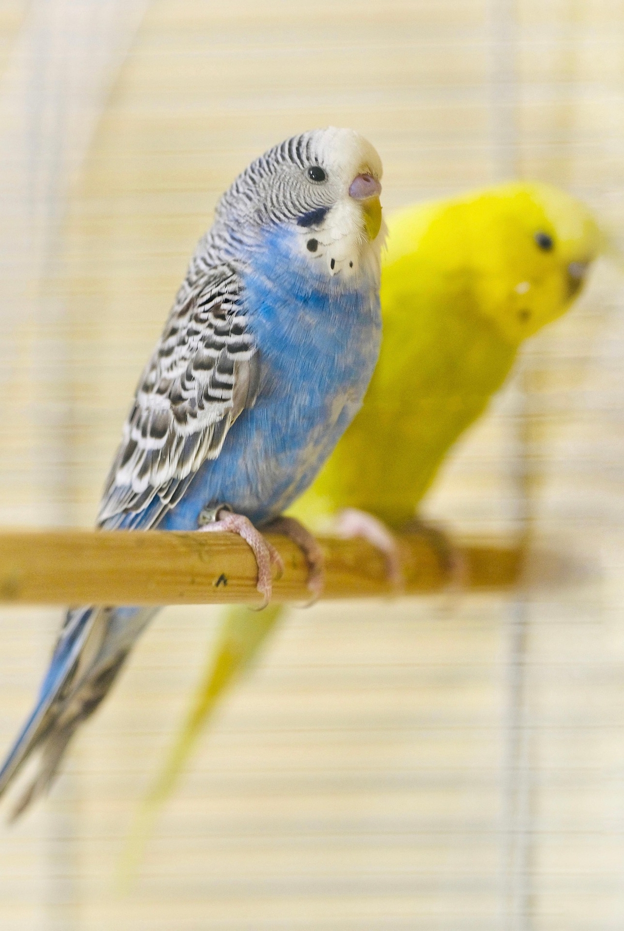 budgie-6400181_1920.jpg