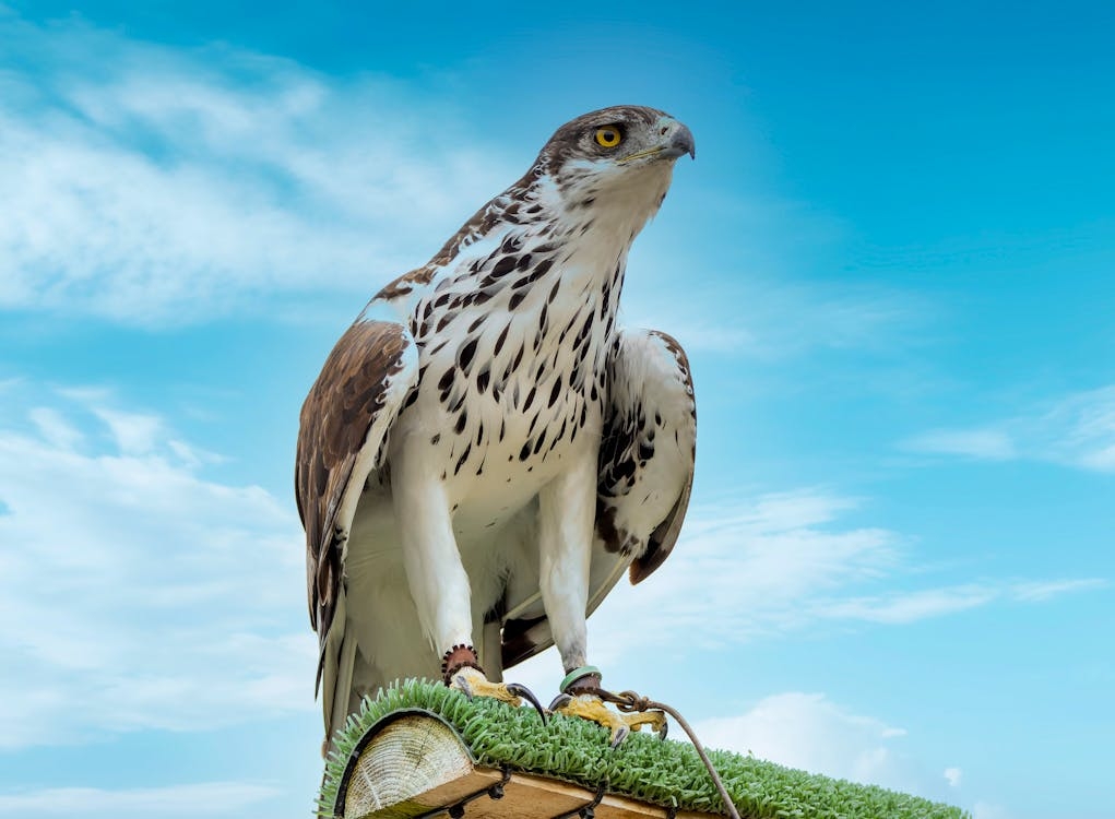 Afrika Atmaca Kartalı (Aquila spilogaster)