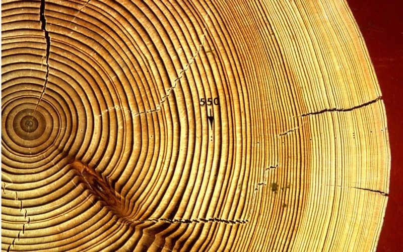 Ağaç Halkaları ve Dendrokronoloji