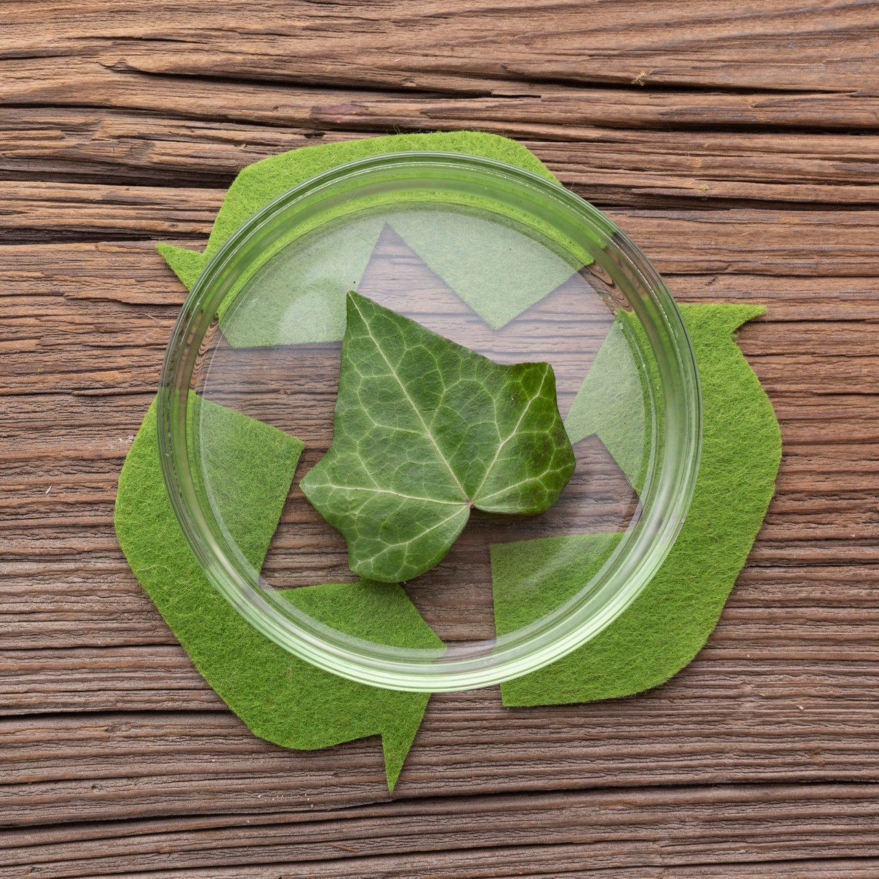 top-view-leaf-petri-dish.jpg
