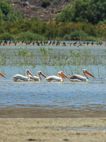 Kus-Cenneti-_2_ (1).jpg