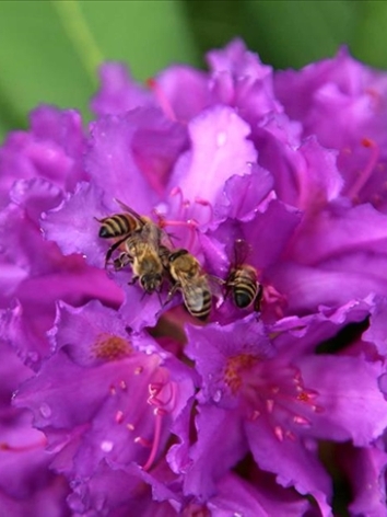 thumbs_b_c_ff49b50d91ac3113967376e0619e4f69 (1).jpg