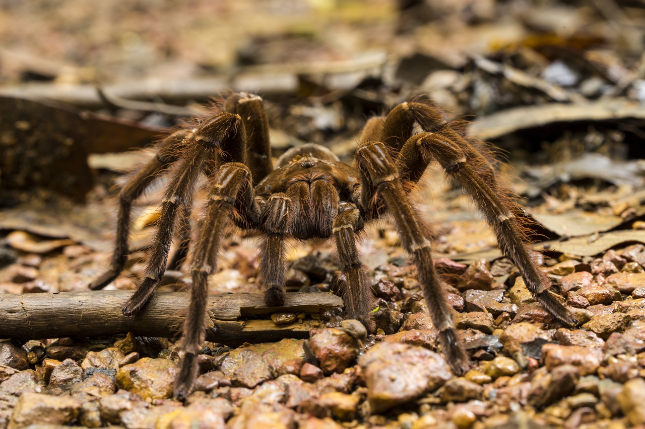 Goliath Kuş Yiyen Tarantula (Theraphosa Blondi)