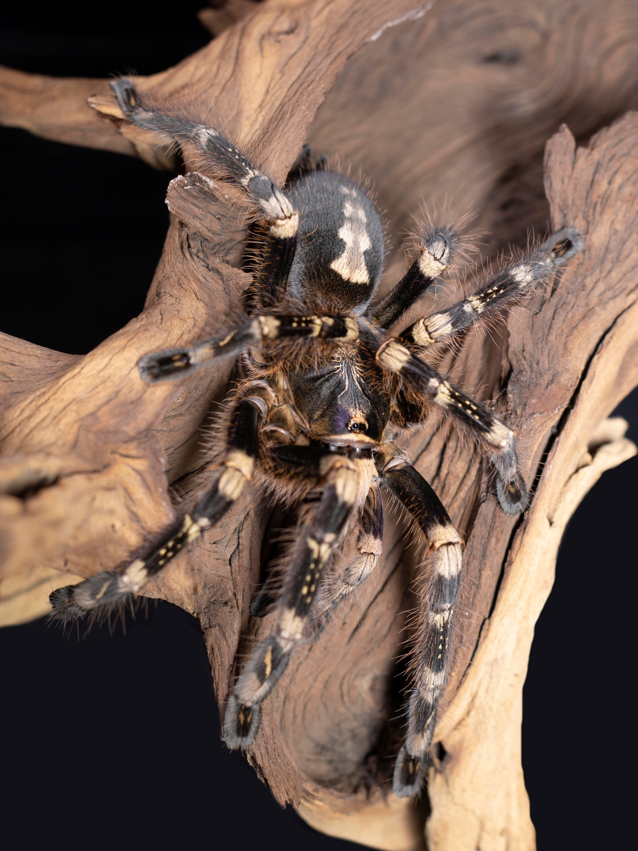 Hint Süs Tarantulası (Poecilotheria regalis)