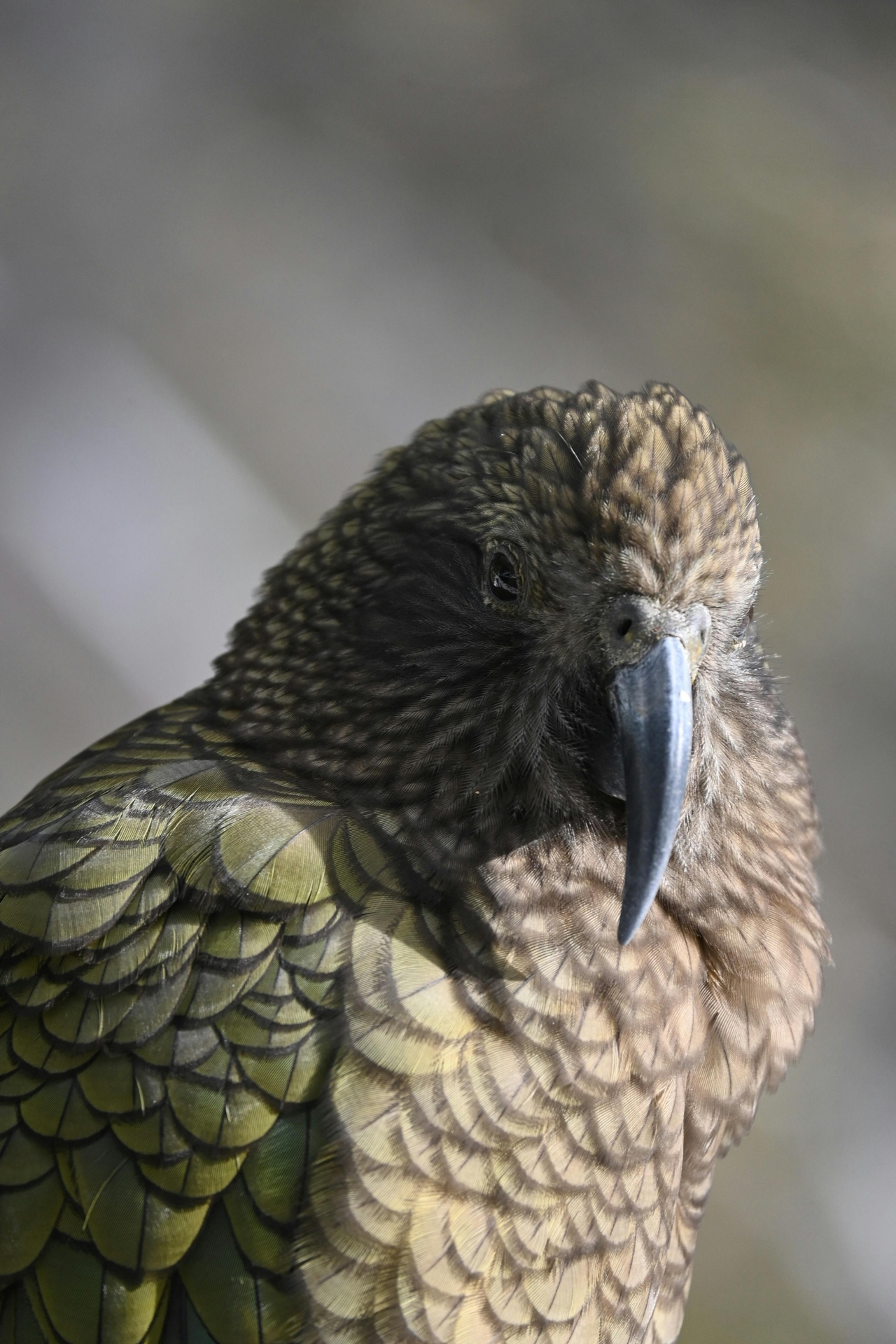 Kea Papağanı (Nestor notabilis)