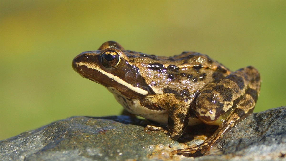 Toros Kurbağası (Rana Holtzi)