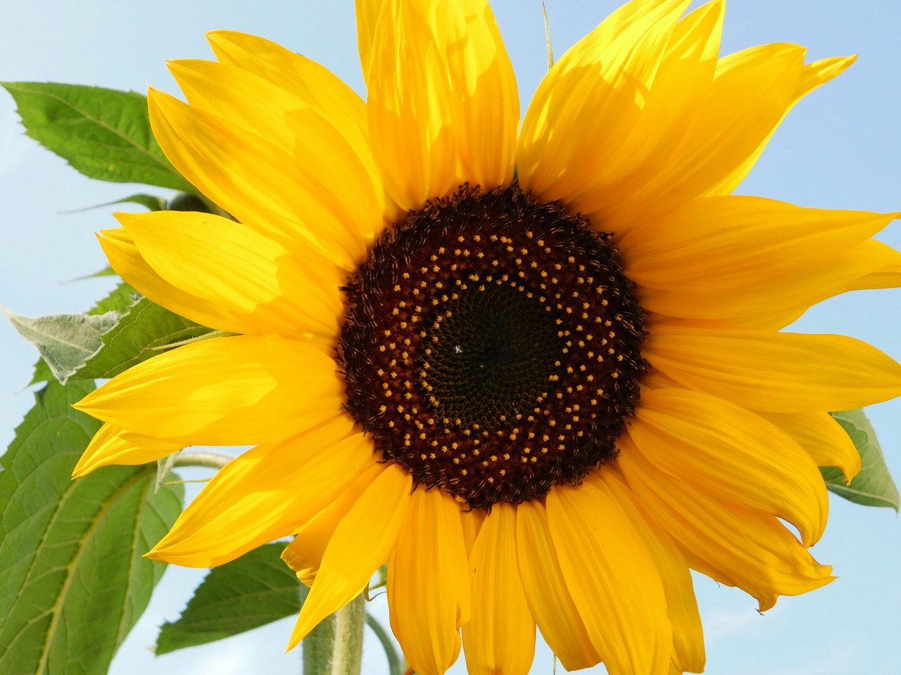 Ayçiçeği (Helianthus annuus L.)