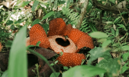Ceset Çiçeği (Rafflesia Arnoldii)