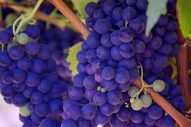 Rize Kokulu Üzümü