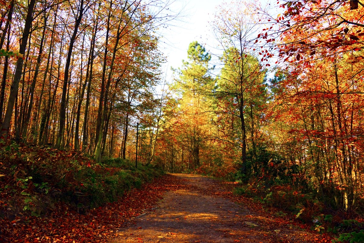 Asarkaya Kent Ormanı