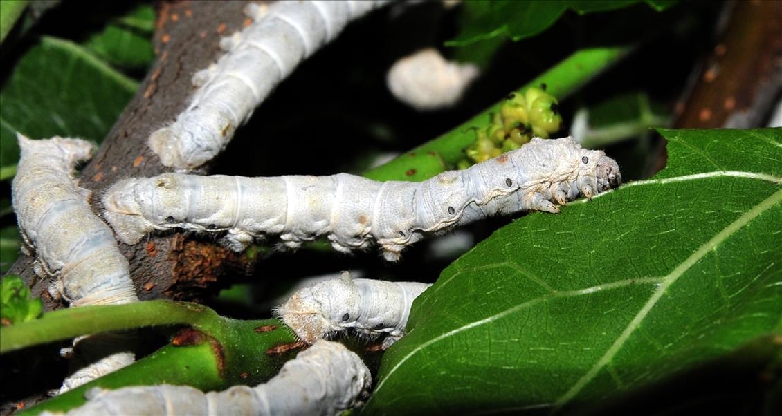 İpek Böcekçiliği