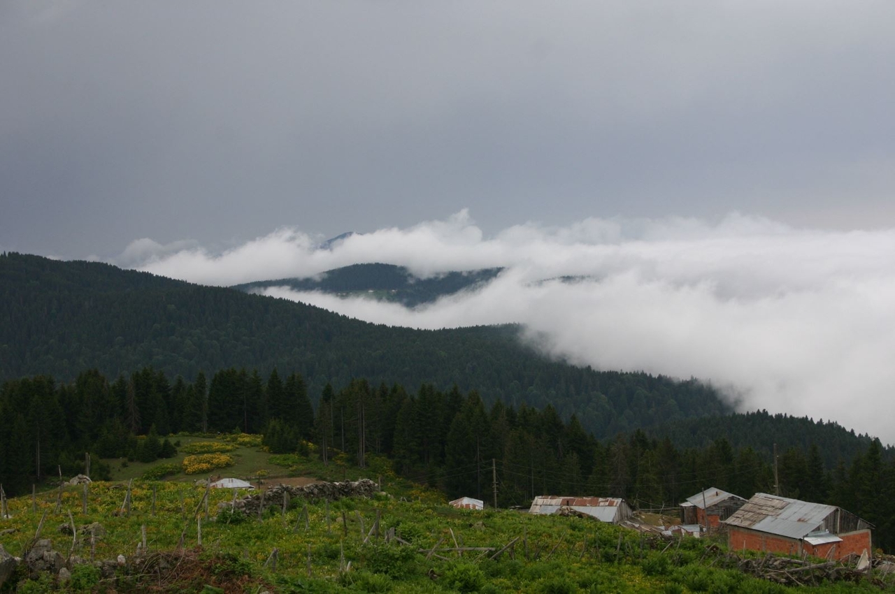 Paşakonağı Yaylası