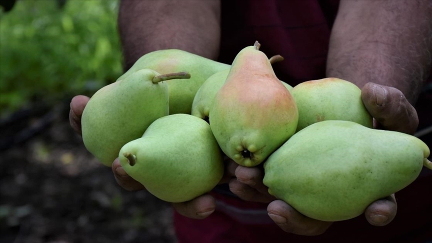Bursa Santa Maria Armudu 