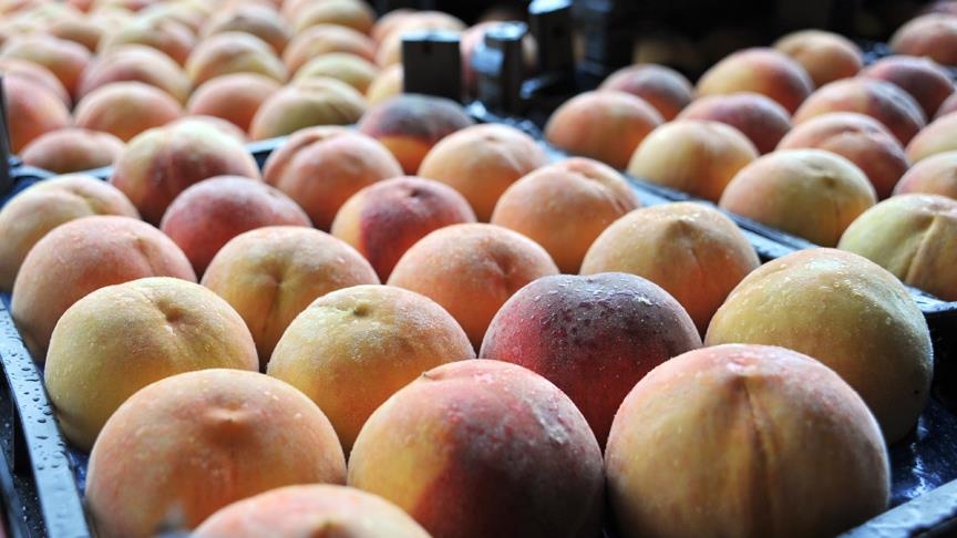 bursa şeftalisi kart.jpg