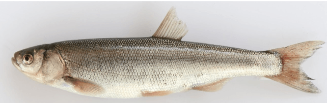 Ekran görüntüsü 2025-05-29 114538.png