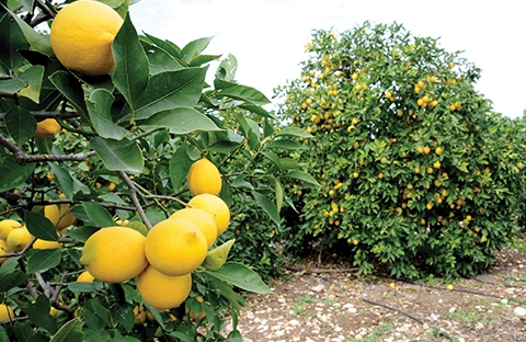 Erdemli Lamas Limonu