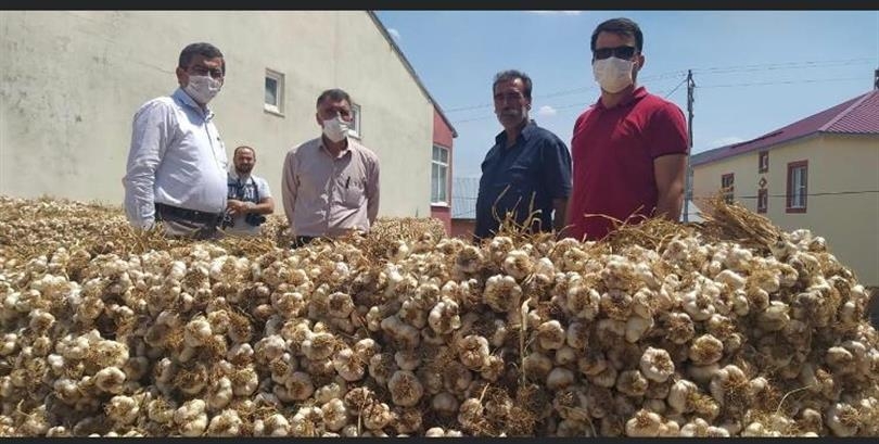 koçovası  sarımsağı (1).jpg