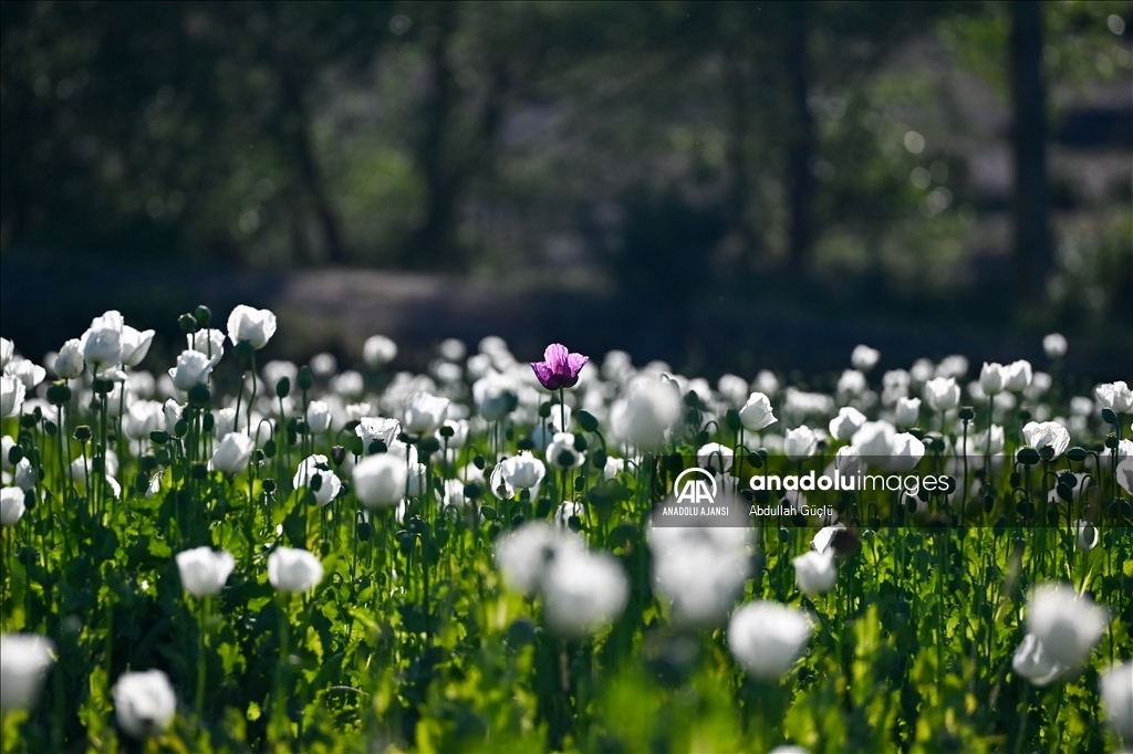 Arktik Haşhaş (Papaver radicatum)