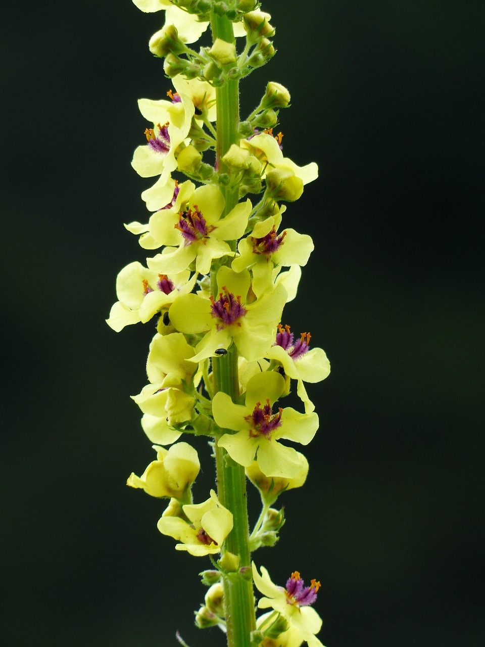 Ilıca Sığırkuyruğu (Verbascum cilicium)