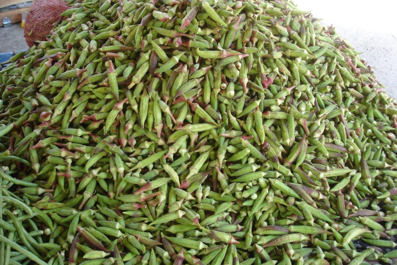 Bornova Kınalı Bamyası 