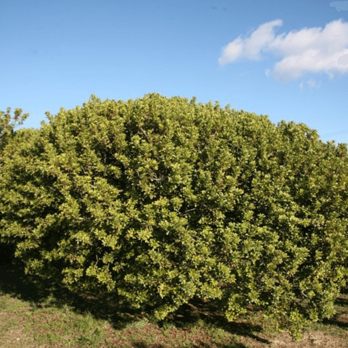 Sakız Ağacı (Pistacia Lentiscus)
