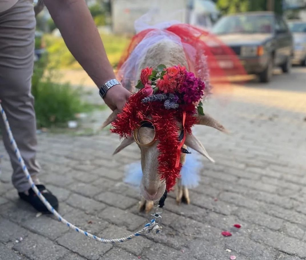 Gelin Koçu Geleneği