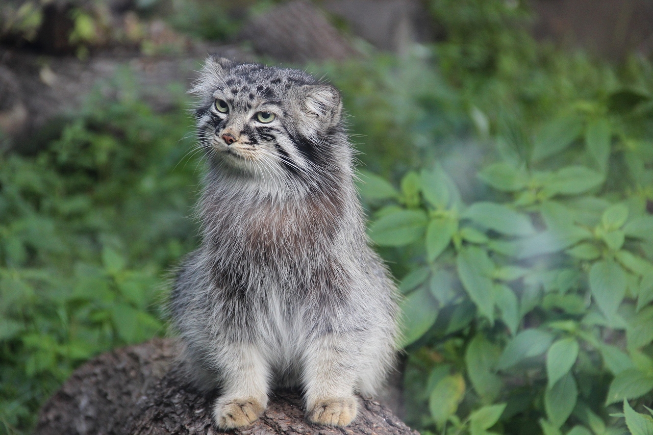 manul-2162660_1920.jpg