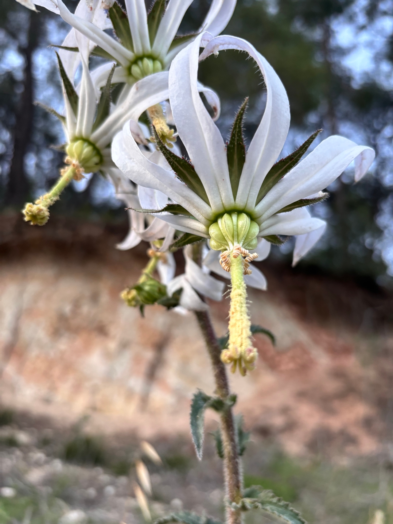 Keçi Biciği (Michauxia Campanuloides)