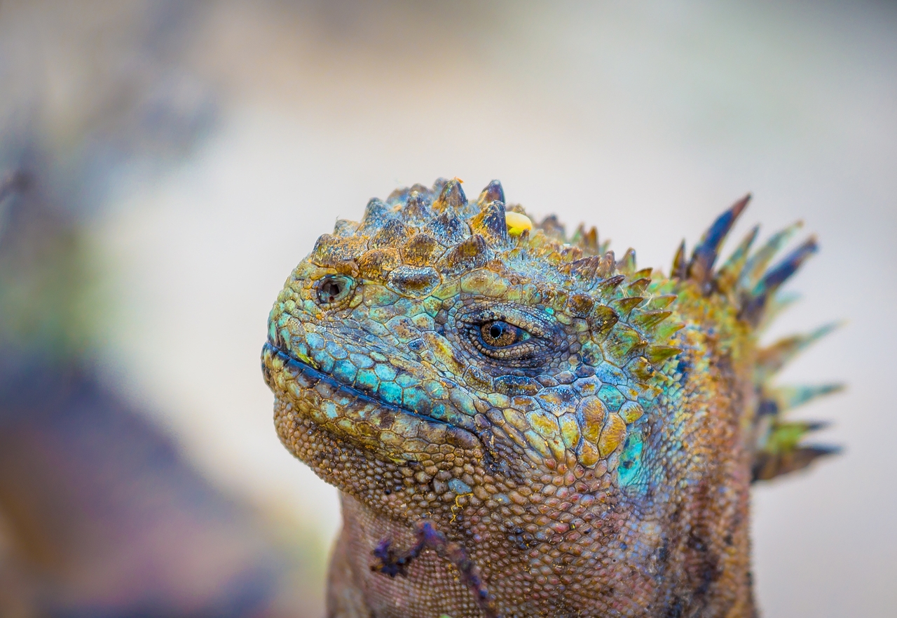 Marine-iguana-©-Meera-Sulaiman.jpg