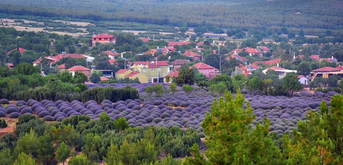 Isparta Lavanta Bahçeleri