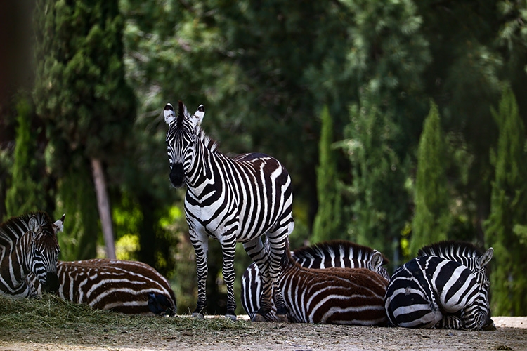 İzmir Doğal Yaşam Parkı