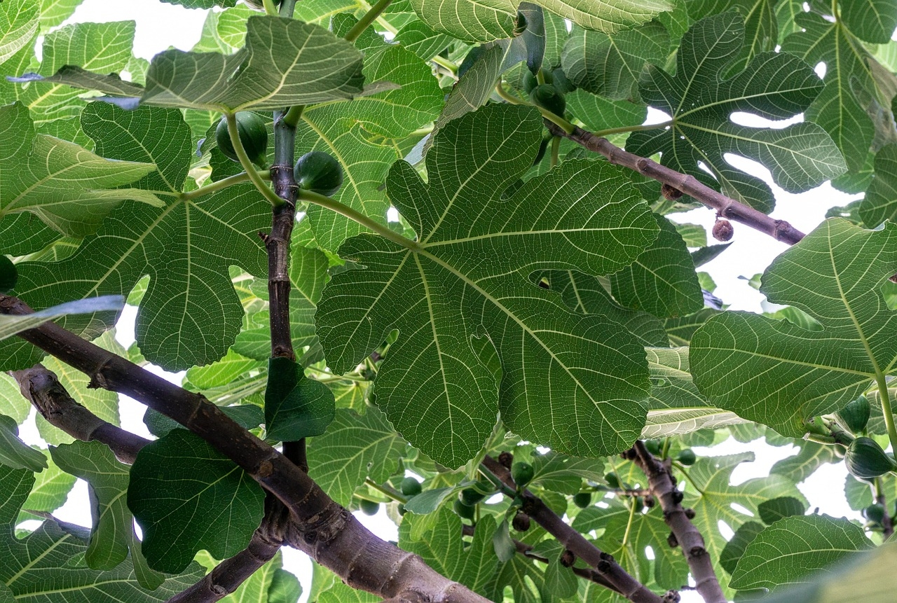 fig-tree-6550648_1280.jpg