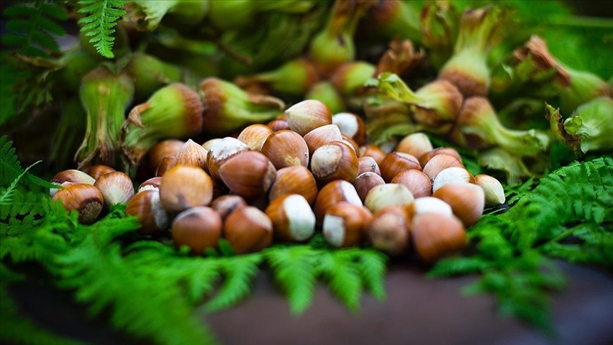 Giresun Tombul Fındığı