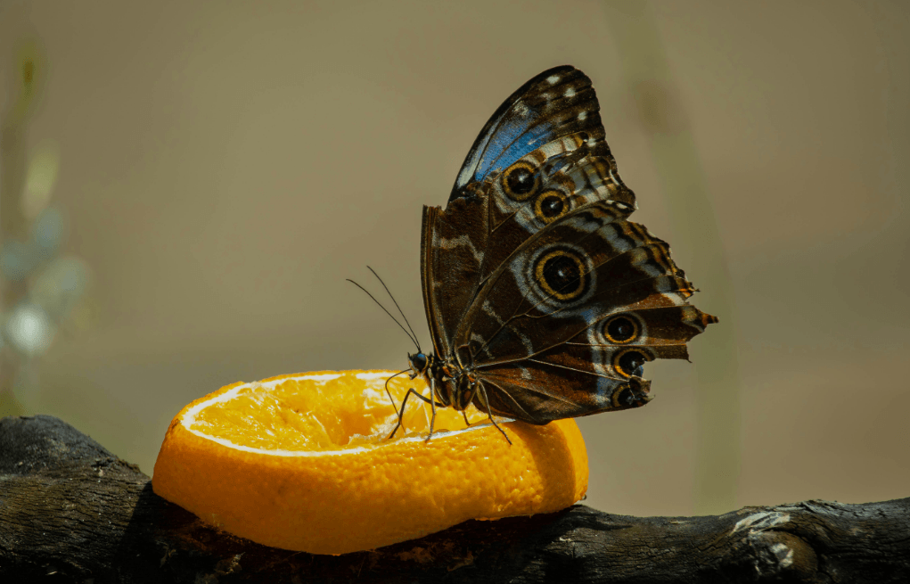 Ekran görüntüsü 2025-06-14 004802.png